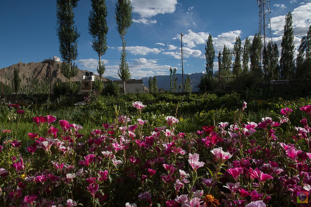 Shaolin Ladakh Hotel Leh Exterior foto